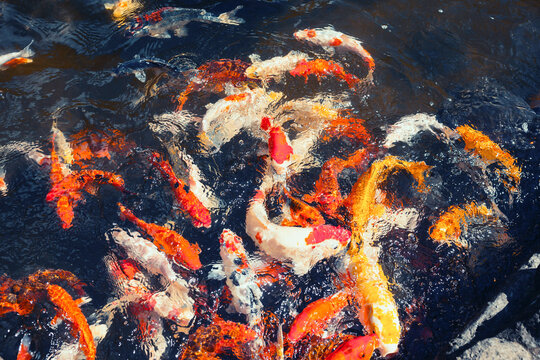 Bright yellow, red and orange carps in a lake. Feeding Japanese koi fish in a fountain pool.