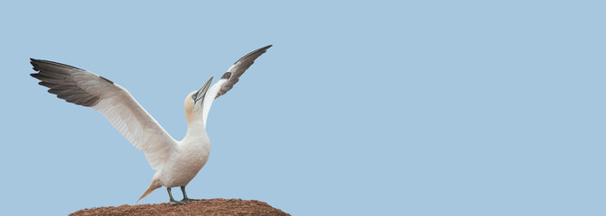 Banner with a wild North Atlantic gannet with span wings is ready to fly at blue sky solid background and copy space. Concept biodiversity, animal welfare and wildlife conservation.