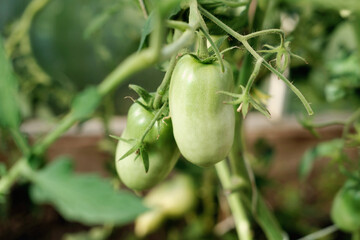 green unripe tomatoes growing in the greenhouse. lycopene sourse. farmer's local vegetables for weekent market. home veggies production