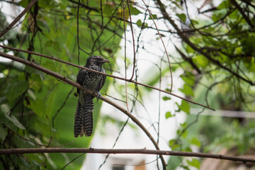 A bird sitting on a brach of a tree with a beautiful backdrop of nature