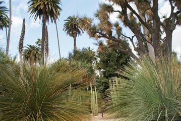 Obraz na płótnie Canvas Historic Cactus Garden in Beverly Hills