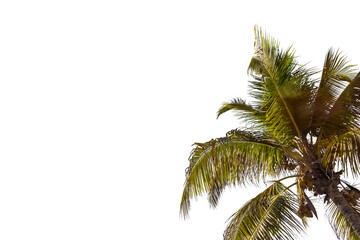 Fototapeta premium Cocotier sur fond blanc 