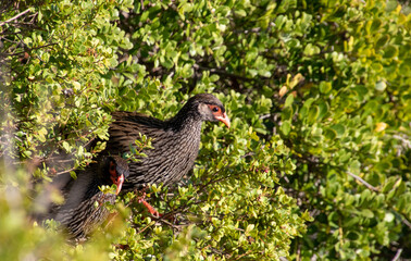Fototapeta premium Red-necked spurfowl at the Robberg Reserve in South Africa