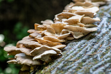 light mushrooms on the trunk of a fallen tree in the forest 