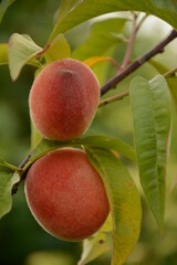 Two large ripe peaches close-up