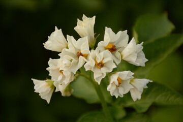 Obraz na płótnie Canvas White potatoes bloom in the garden with white flowers