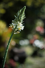 sunlit reed with blurry background