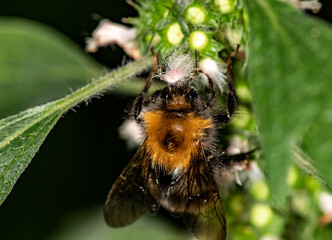 macro shooting insects on a summer day in natural conditions 