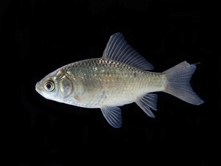 ギンブナ　Crucian carp