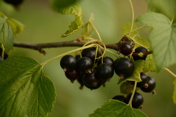 Black currant berries close-up in the garden