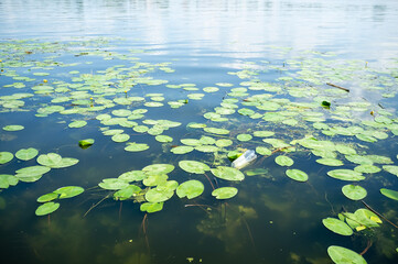 Floating green leaves of water lilies on the surface of the water, in the lake.