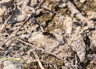macro shooting insects on a summer day in natural conditions 