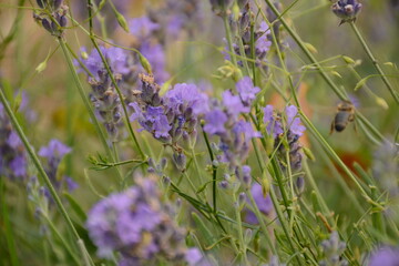 Field with purple lavender flowers