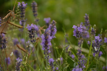 Delicate fragrant purple lavender flowers