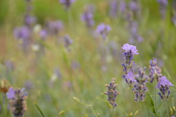 Purple lavender flowers on the field