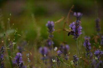 Purple lavender flowers on a field in summer