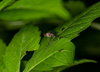 ladybug looking for nectar on a green leaf 