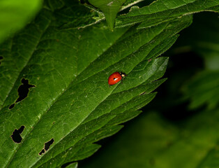 ladybug looking for nectar on a green leaf 