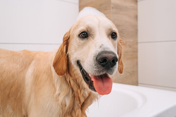 Adorable golden retriever dog taking bath at home and looking back with white foam on his head. Process of cleaning funny doggy pet with soap. Lovely labrador during showering with shampoo