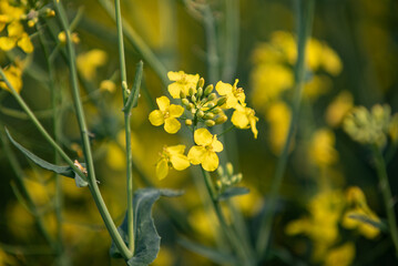 yellow flower in the morning. Blooming rapeseed. Rapeseed field. Field with yellow flowers