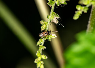 macro shooting insects on a summer day in natural conditions 