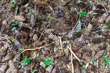 Terreno coperto da pigne