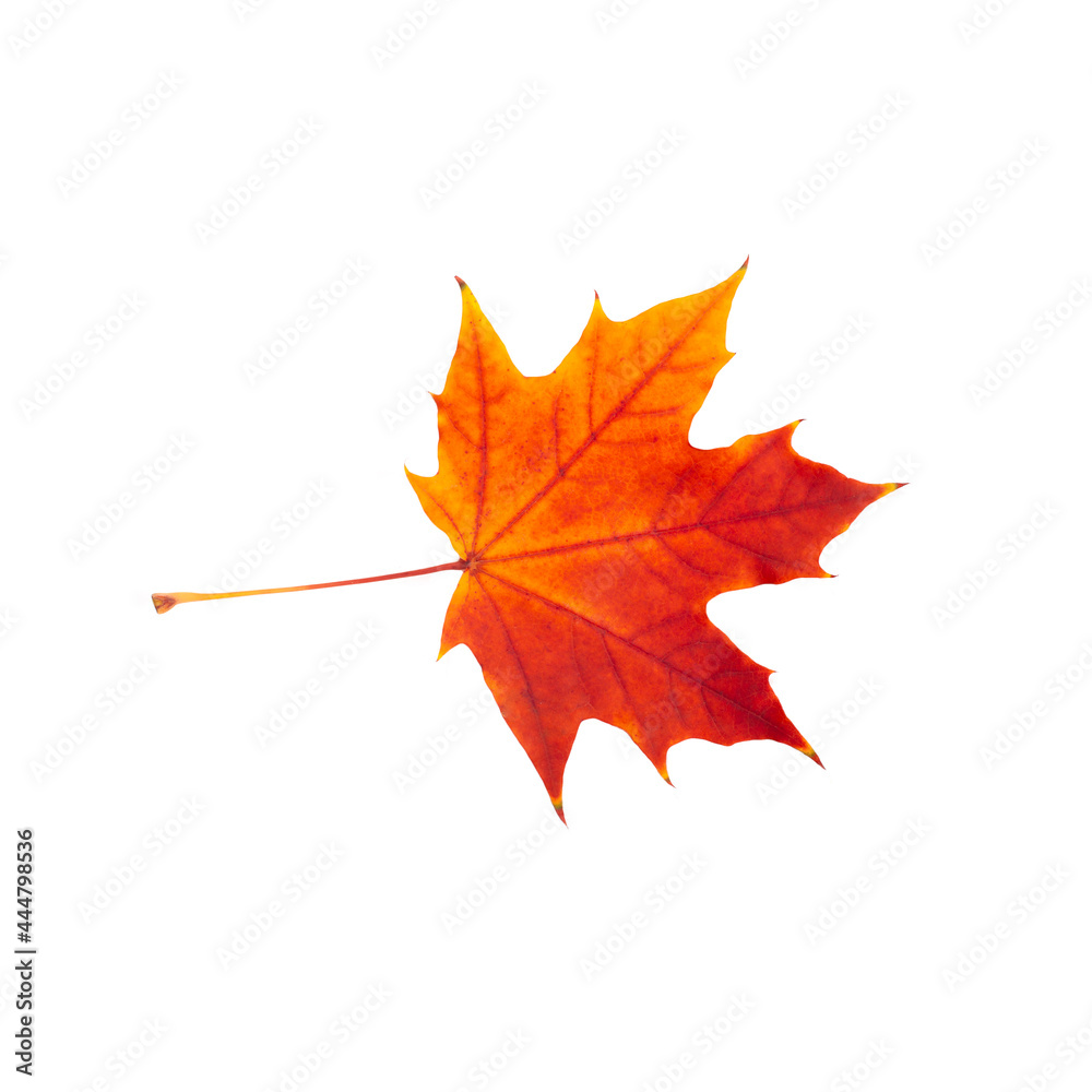 Canvas Prints red maple leaf on a white background. beautiful autumn maple leaf for design.