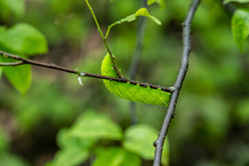 closeup of a green caterpillar hanging from a branch 