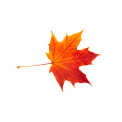 Red maple leaf on a white background. Beautiful autumn maple leaf for design.