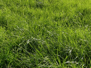 Herbes de pâturages