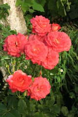 Bright red roses bloom on a summer sunny day  in the garden