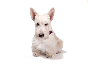 white scottish terrier puppy on a light background