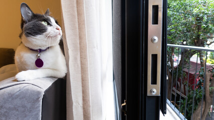 gatita gris con blanco echada en sillón mira hacia balcón junto a ventana