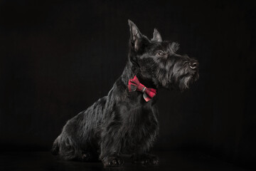 black scottish terrier puppy on dark background