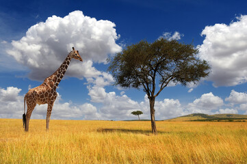 Beautiful landscape with nobody tree and giraffe