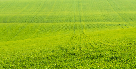 Beautiful field with green grass in sunny day. Idyllic view on plowed meadow