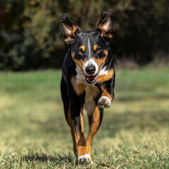 Happy tricolor dog running fast, appenzeller sennenhund