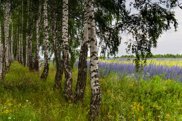 Obraz premium Birch Grove 