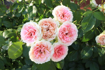 Delicate pink roses bloom on a summer sunny day  in the garden