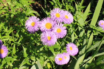 Lilac aster shrub blooms on a sunny day in the summer garden