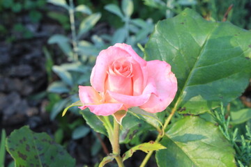Delicate pink roses bloom on a summer sunny day  in the garden