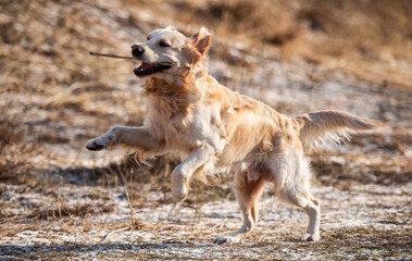 Golden retriever dog running in the field with dry yellow grass outdoors. Cute purebred doggy labrador playing at the nature in spring time