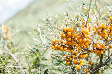 Summer in the sand dunes and at the North Sea in Denmark. Sea, Nordic light, grass, straw and sandunes.