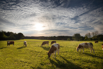 cows grazing in a field with sunset