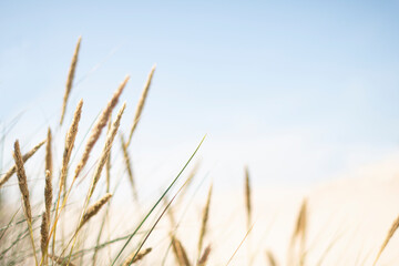 Obraz premium Summer in the sand dunes and at the North Sea in Denmark. Sea, Nordic light, grass, straw and sandunes.