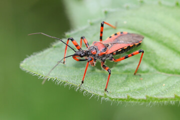 A magnificent specimen of assassin bug