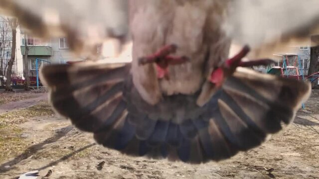 a greedy pigeon attacked the operator in the yard. slow motion