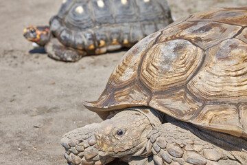 Large, old turtles crawl through the desert