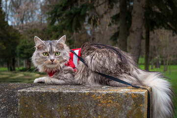 A close up portrait of the Siberian cat sitting on the stone railing.  Cat adjustable red harness and leash set for safe walking, jogging and any other outdoor adventure.