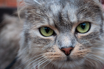 Close up portrait of the intelligent and exceptionally playful Siberian cat. Domestic animal. Profile pic of the adorable pet with large round eyes and cute small nose. Selective focus.